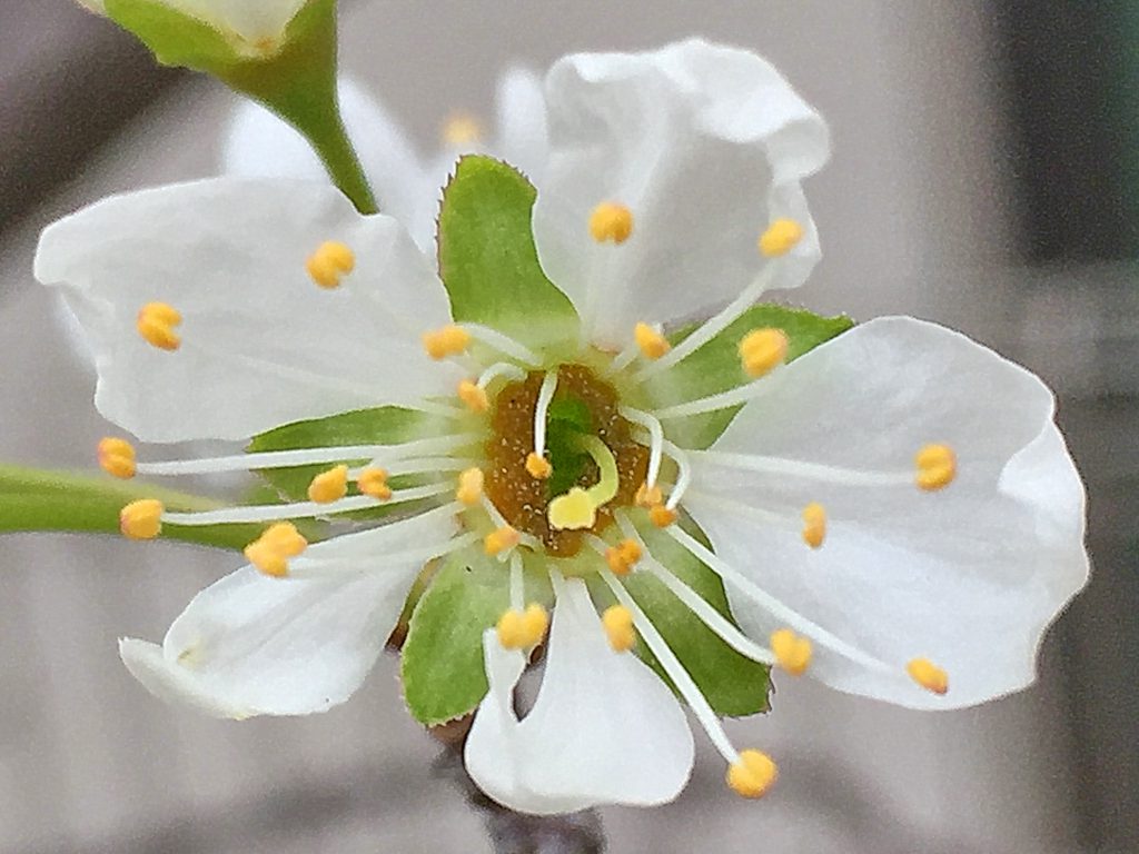 スモモの花、雌しべは１本、雄しべは多数、黄色い葯が白い花に映えます