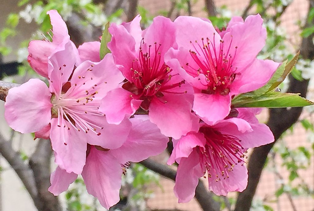 華やかな濃いピンクのモモの花