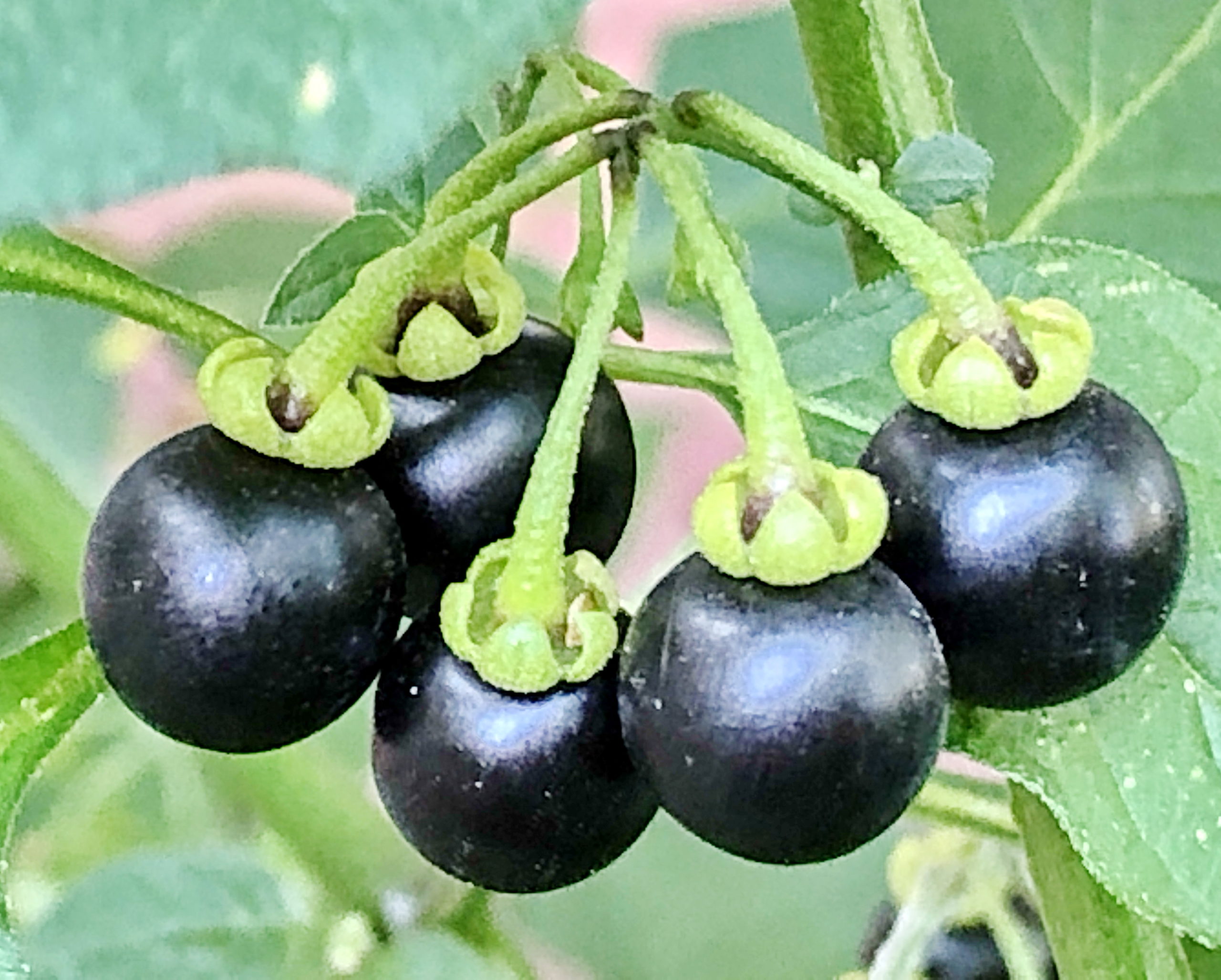 ナス科 イヌホオズキ 犬酸漿 奥行き１ｍの果樹園