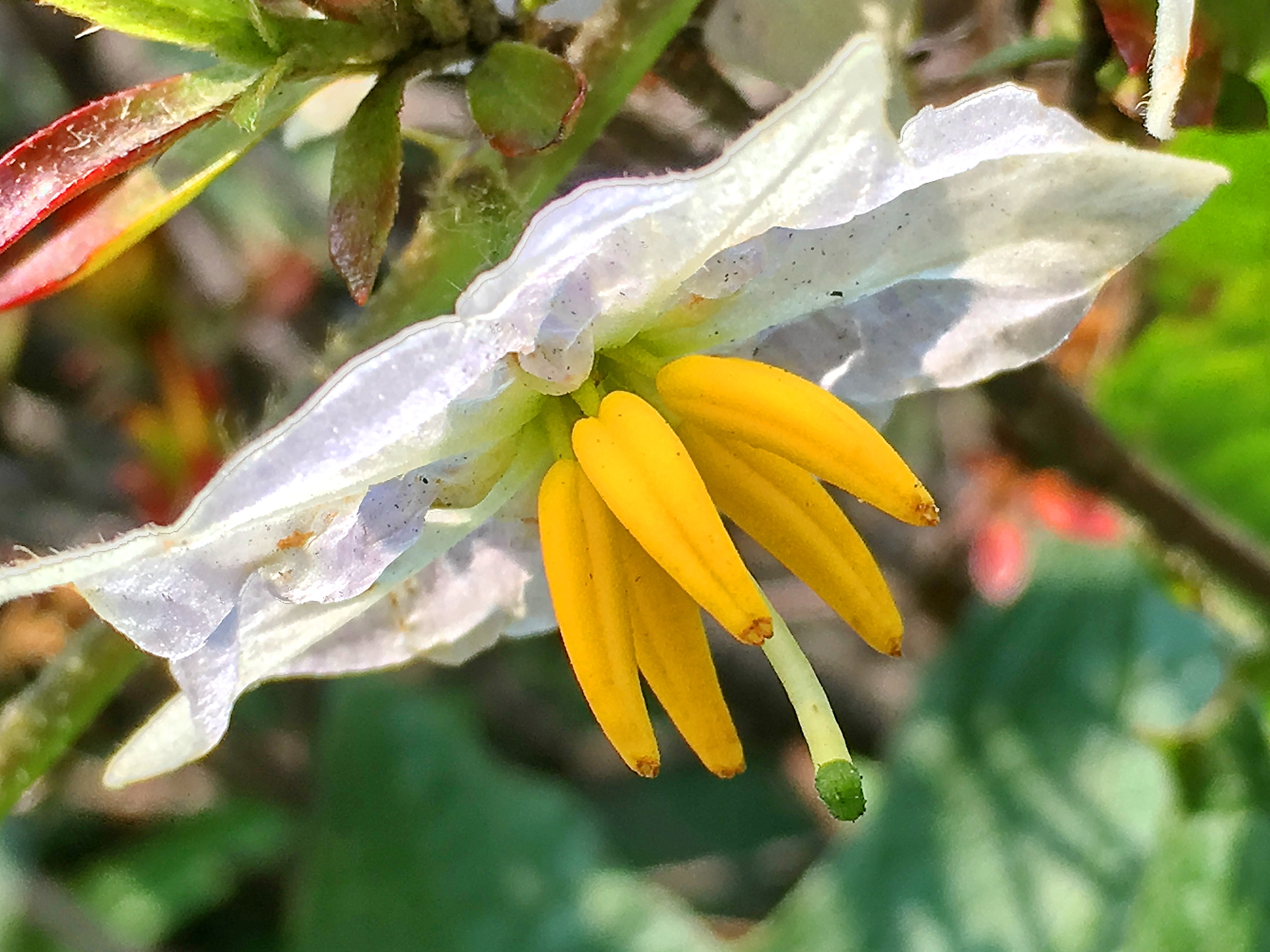 ナス科 ワルナスビ 悪茄子 とニジュウヤホシテントウ 奥行き１ｍの果樹園