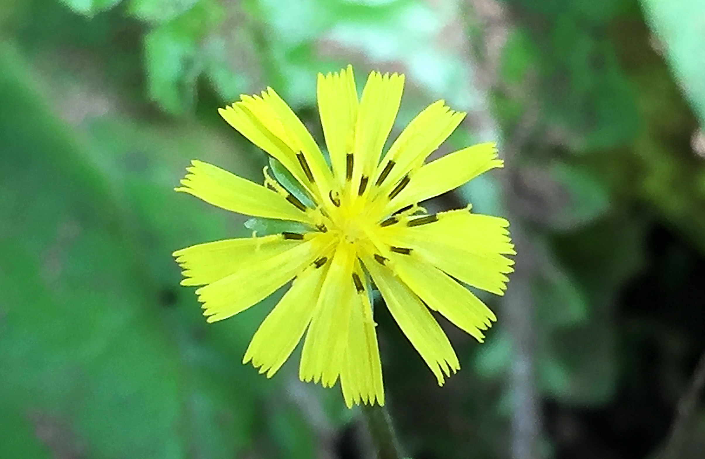 キク科 オニタビラコ 鬼田平子 奥行き１ｍの果樹園