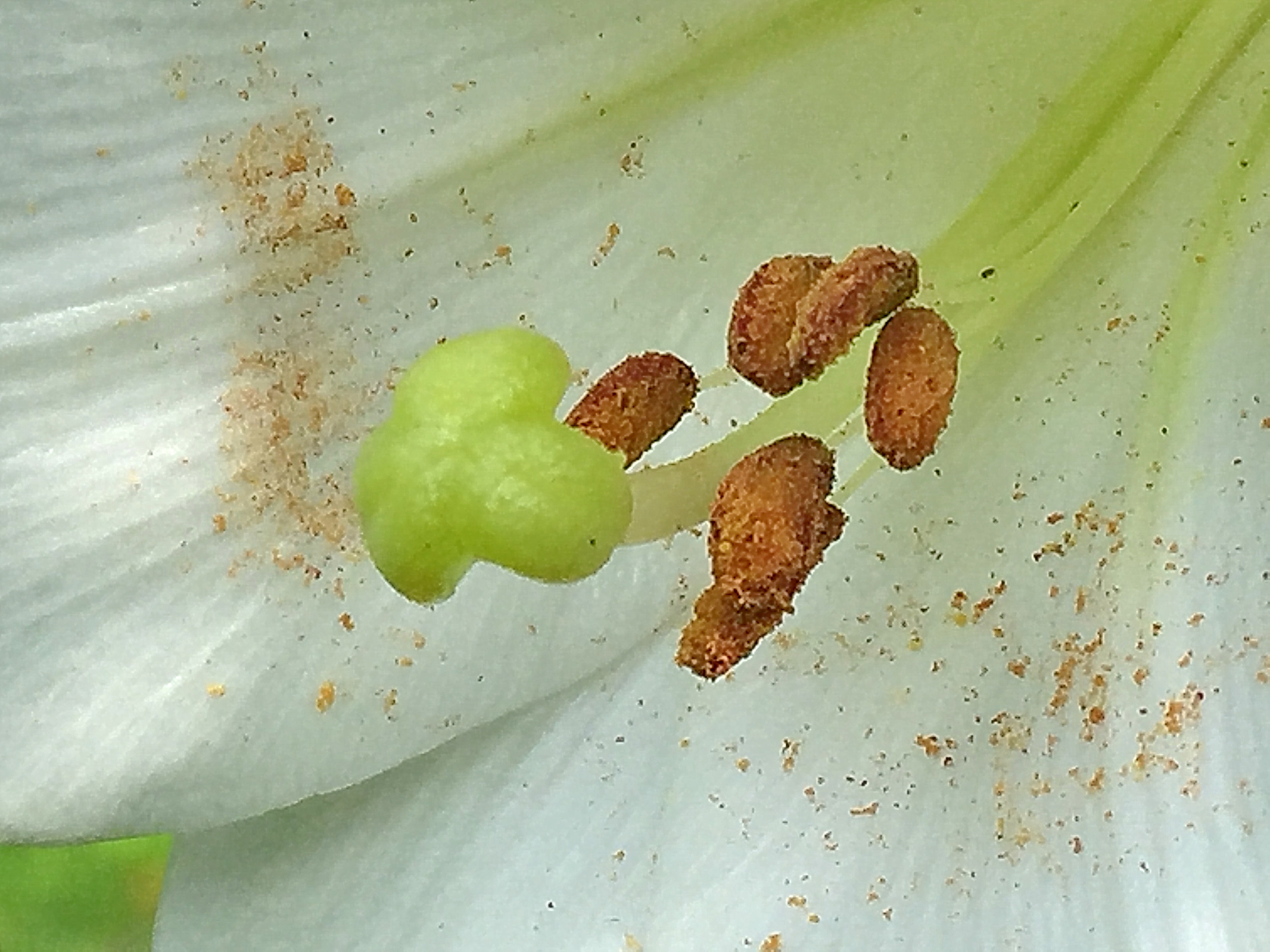ユリの種類と育て方 奥行き１ｍの果樹園
