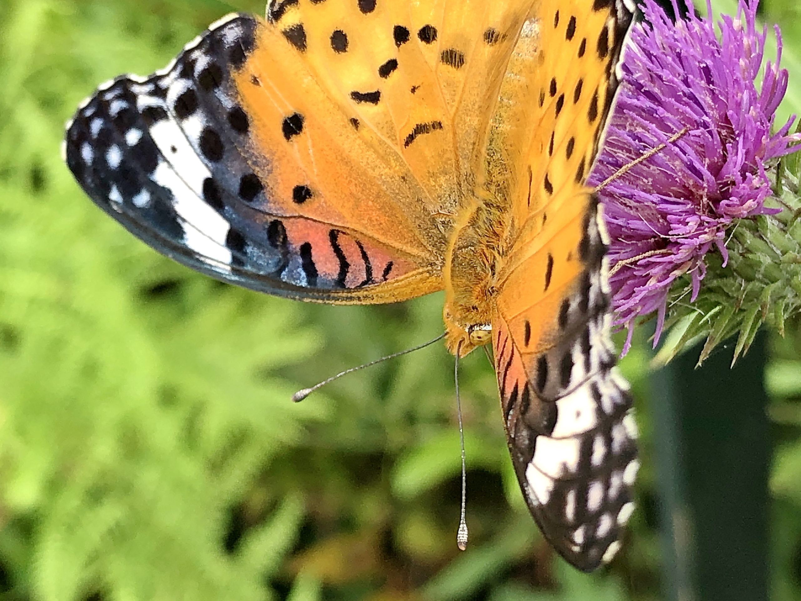 ツマグロヒョウモン 黒に赤線のトゲトゲ幼虫はヒョウ柄に変身 奥行き１ｍの果樹園
