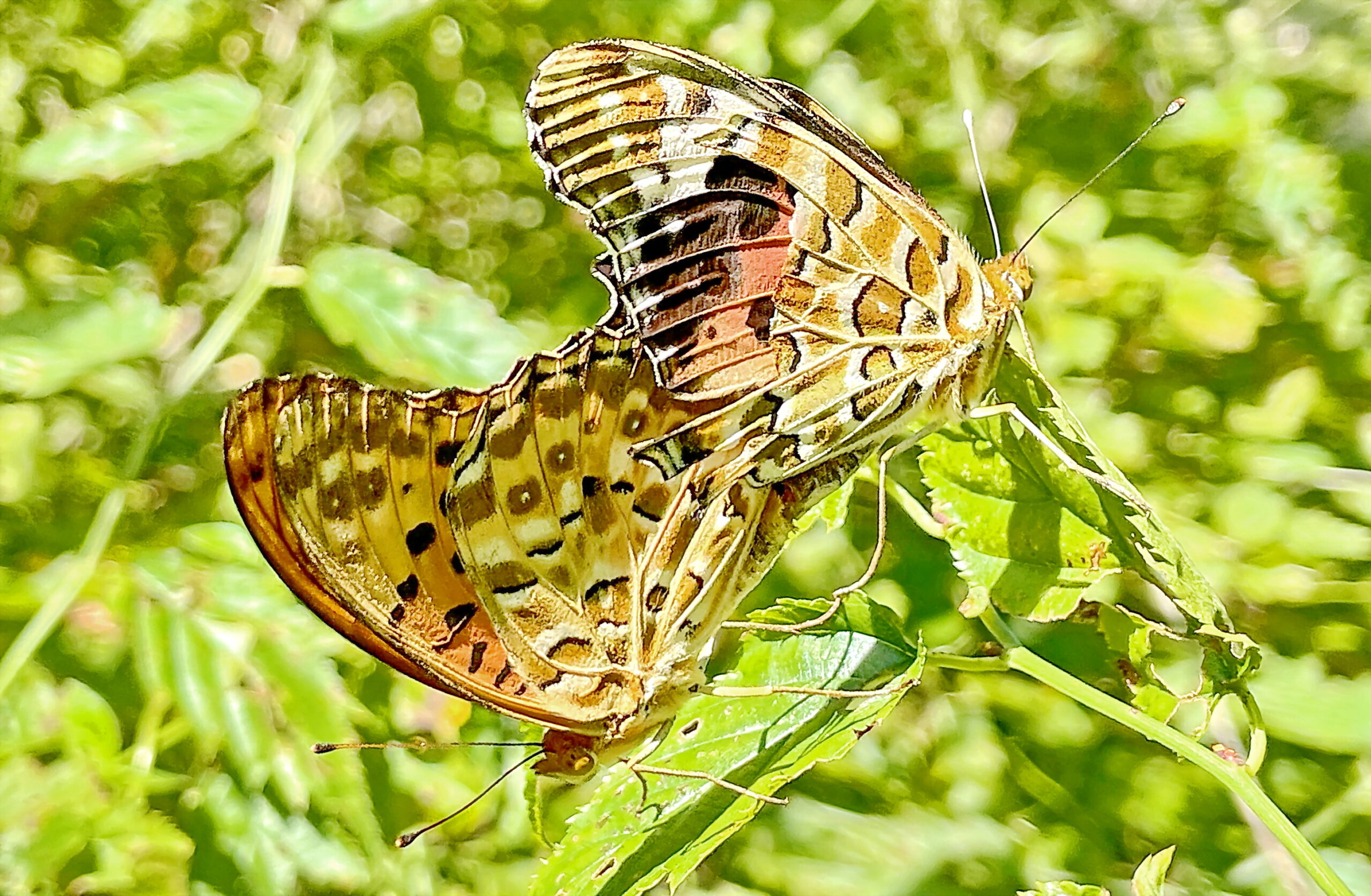 ツマグロヒョウモン 黒に赤線のトゲトゲ幼虫はヒョウ柄に変身 奥行き1mの果樹園 ツマグロヒョウモン 黒に赤線のトゲトゲ幼虫はヒョウ柄に変身 奥行き1mの果樹園