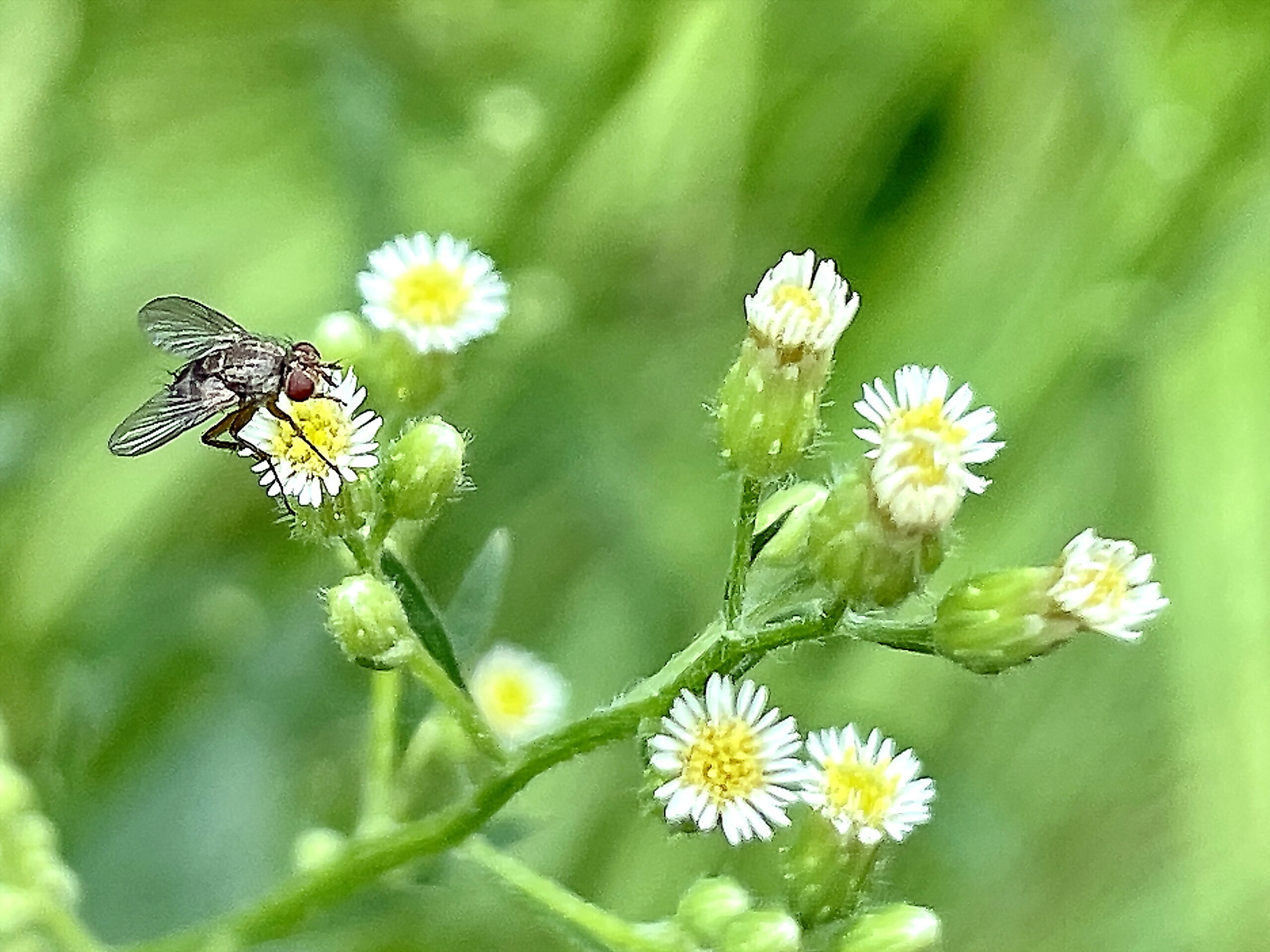 キク科 ヒメムカシヨモギとオオアレチノギク 奥行き１ｍの果樹園