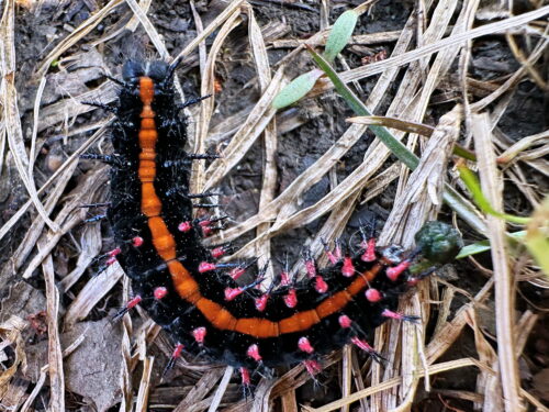 ツマグロヒョウモンの幼虫