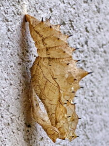 ツマグロヒョウモンの蛹の抜け殻