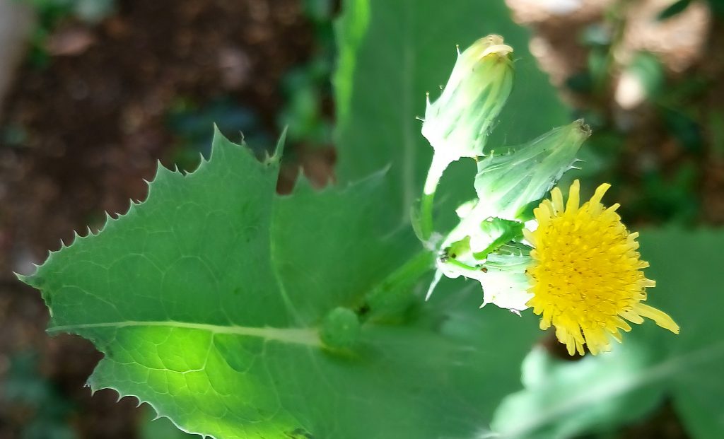 淡黄色、もしくは黄色の複数の舌状花を付けるノゲシ