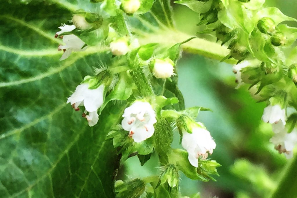 シソ科の植物～シソと仲間たち - 奥行き1mの果樹園