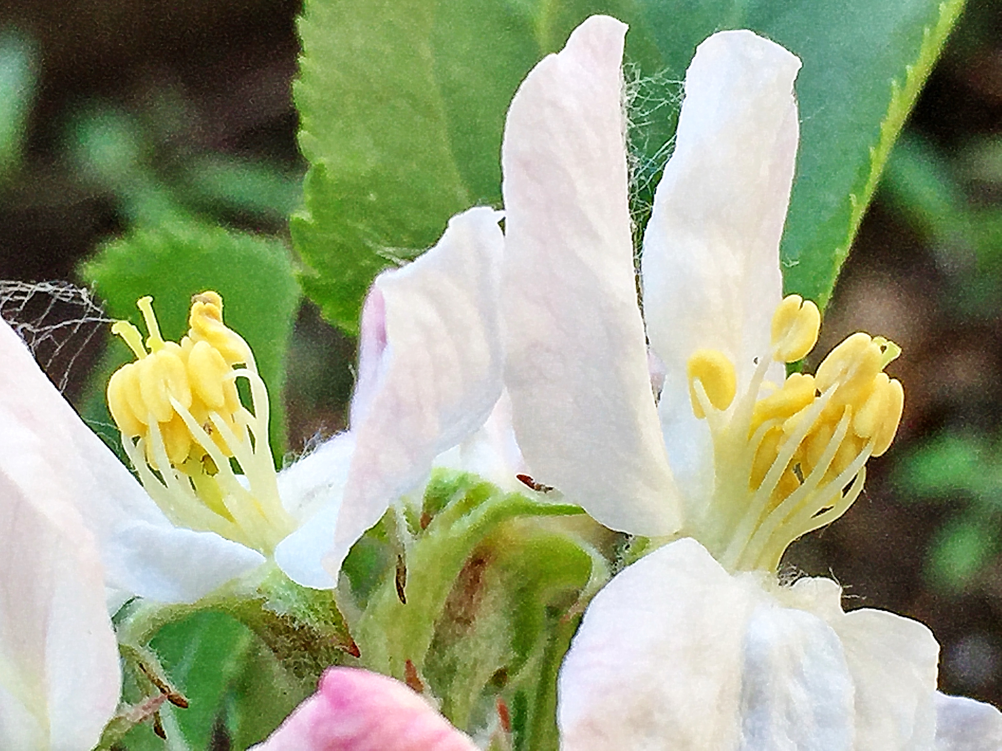バラ科 ヒメリンゴ アルプスの乙女 奥行き１ｍの果樹園