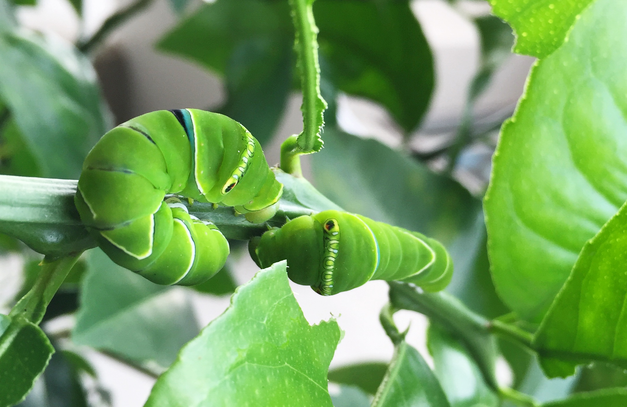 アオスジアゲハ幼虫の餌 天然タブノキ 枝付き葉っぱ 若葉いり