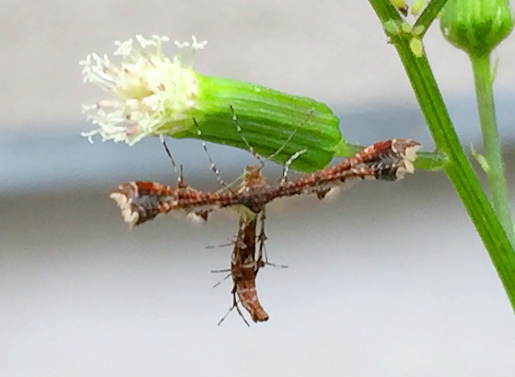 ダンドボロギク（段戸襤褸菊）にエゾギクトリバ