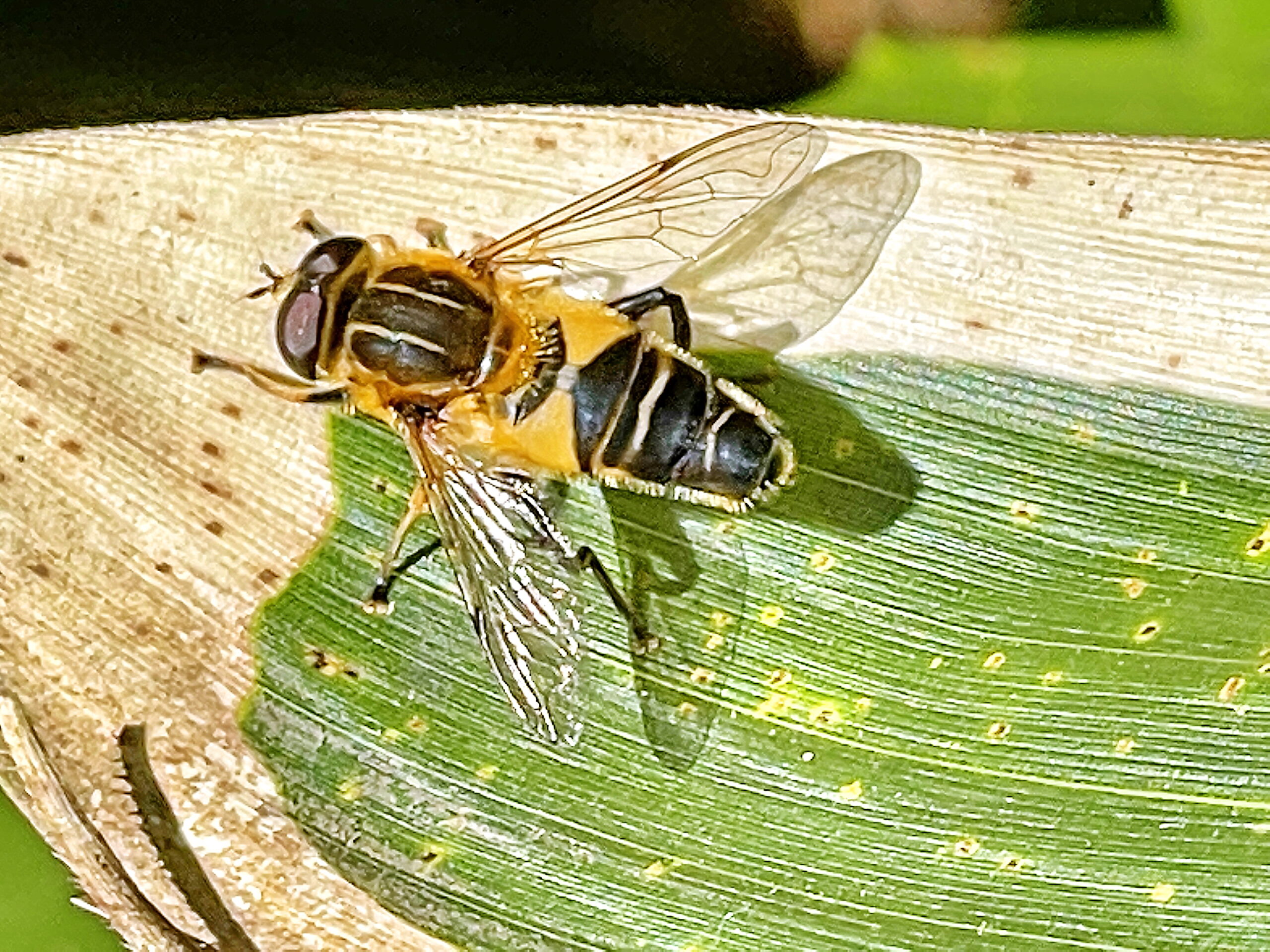 ハナアブ オオハナアブ キゴシハナアブ アシブトハナアブ シマアシブトハナアブ シマハナアブ 奥行き１ｍの果樹園