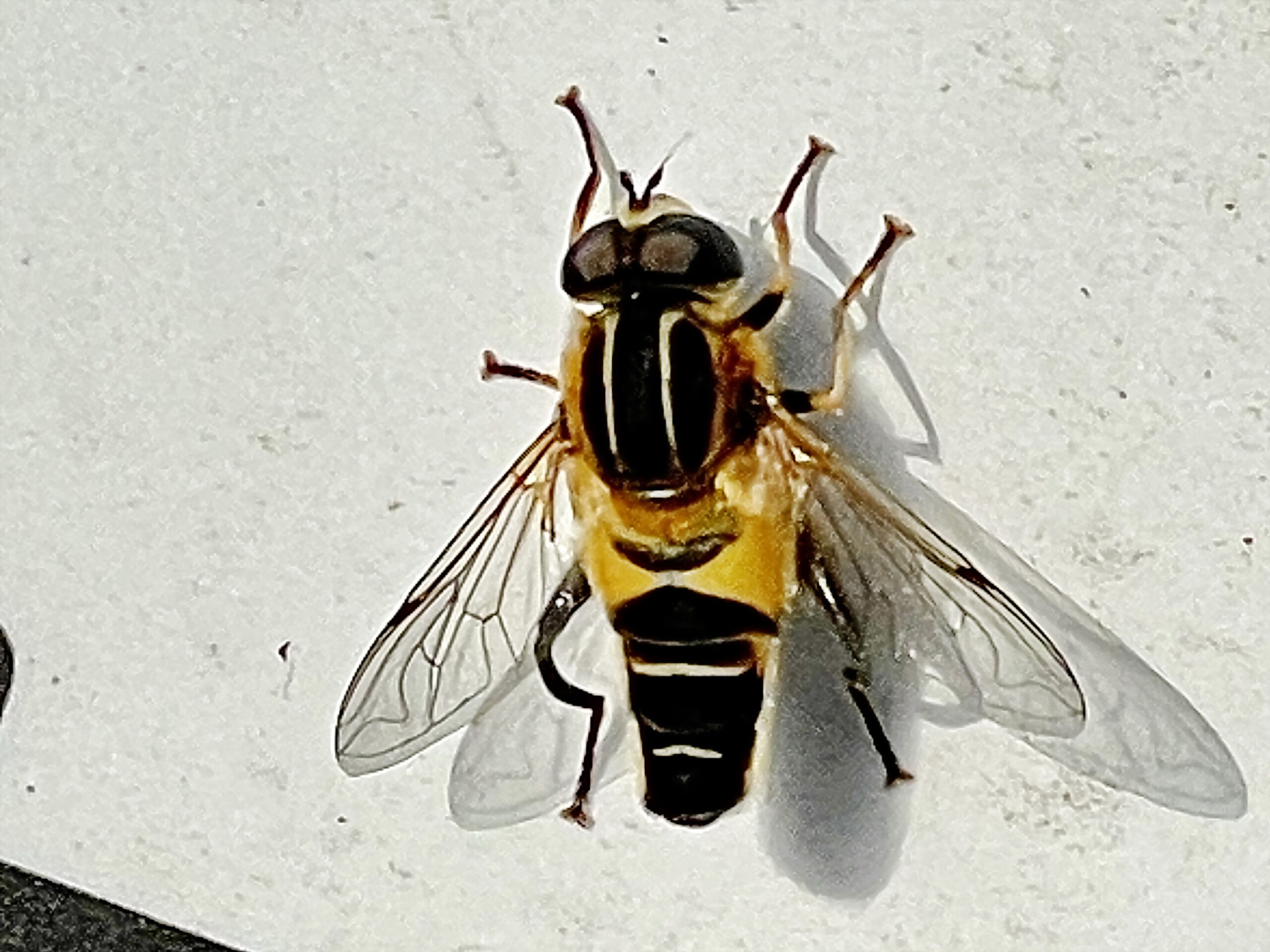 ハナアブ オオハナアブ キゴシハナアブ アシブトハナアブ シマアシブトハナアブ シマハナアブ 奥行き１ｍの果樹園