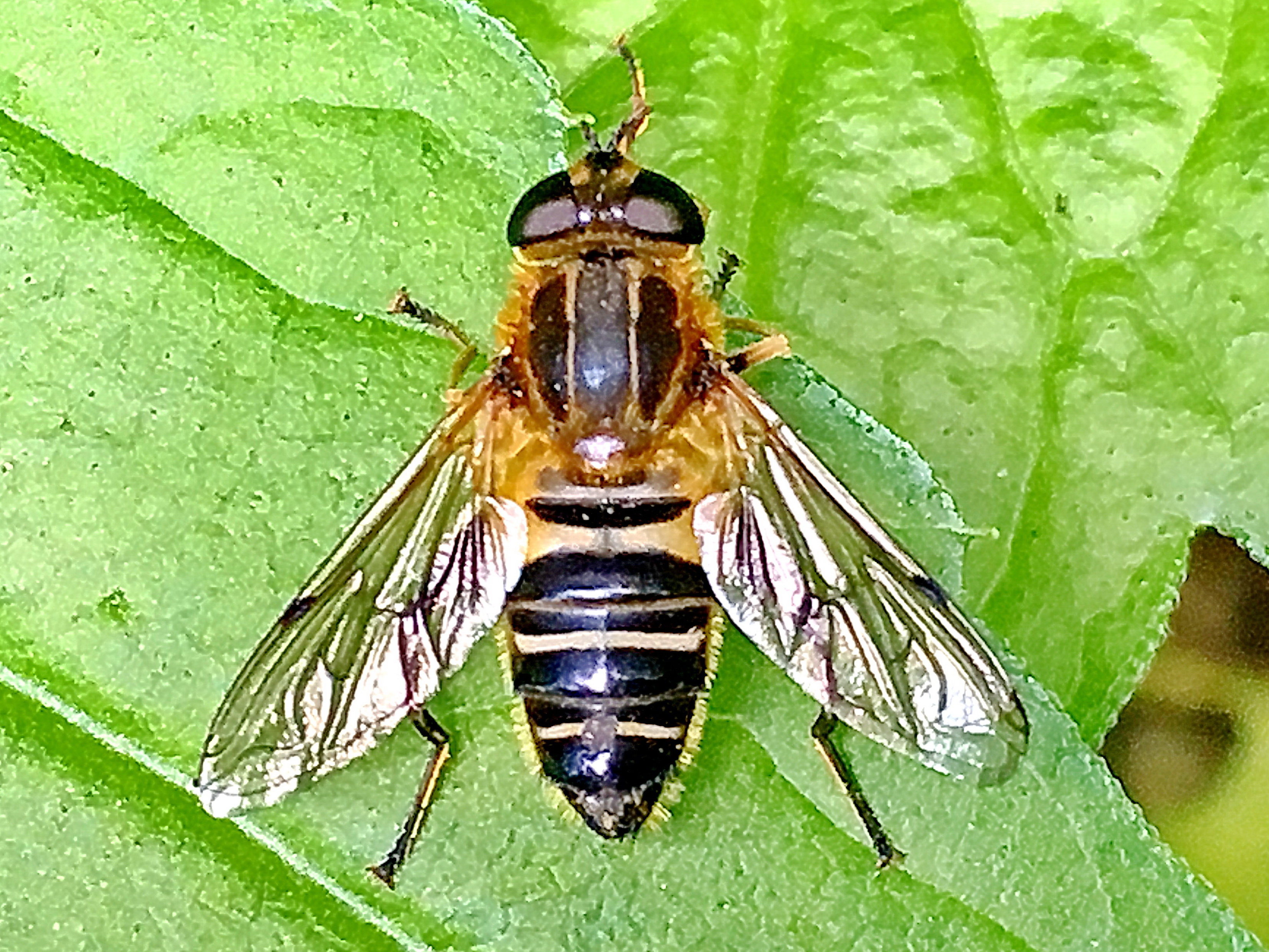 ハナアブ オオハナアブ キゴシハナアブ アシブトハナアブ シマアシブトハナアブ シマハナアブ 奥行き１ｍの果樹園