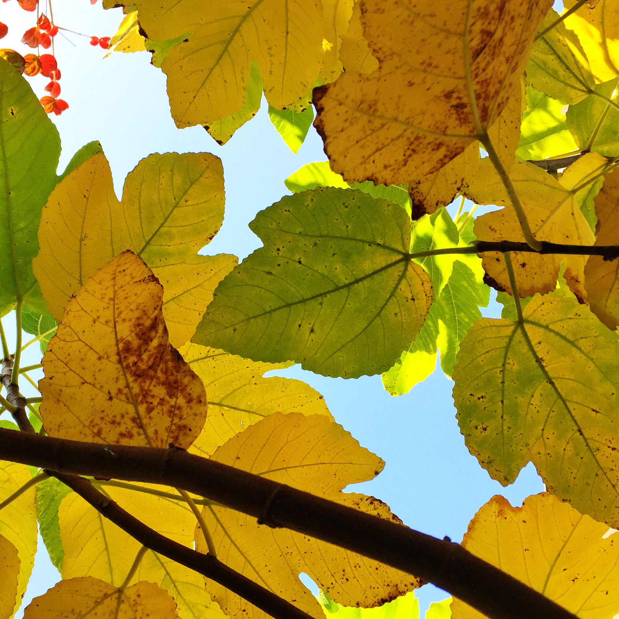 バラ科 ヒメリンゴ アルプスの乙女 奥行き１ｍの果樹園