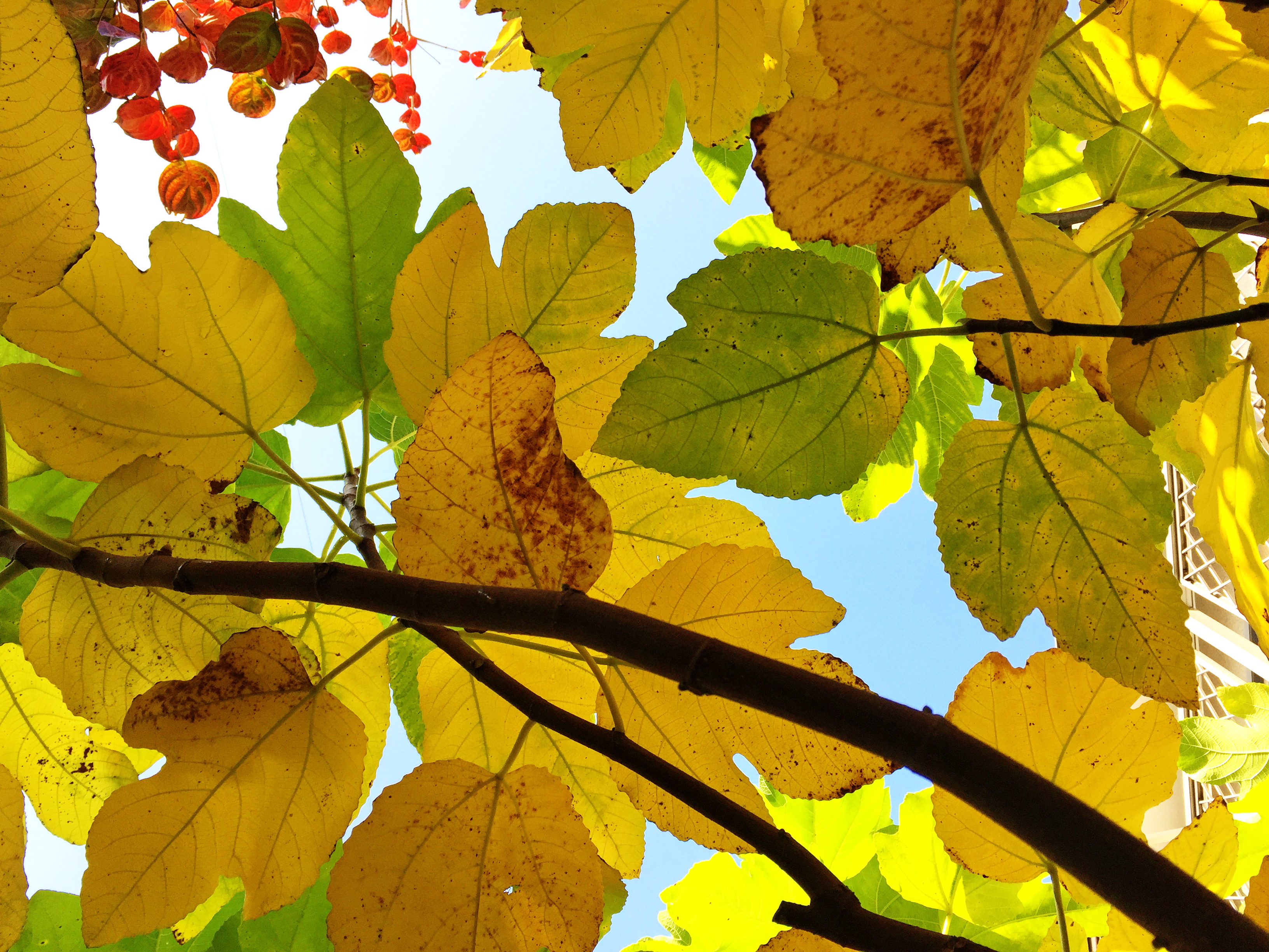 クワ科 黄色い天狗の葉とイチジクのレシピ 奥行き１ｍの果樹園