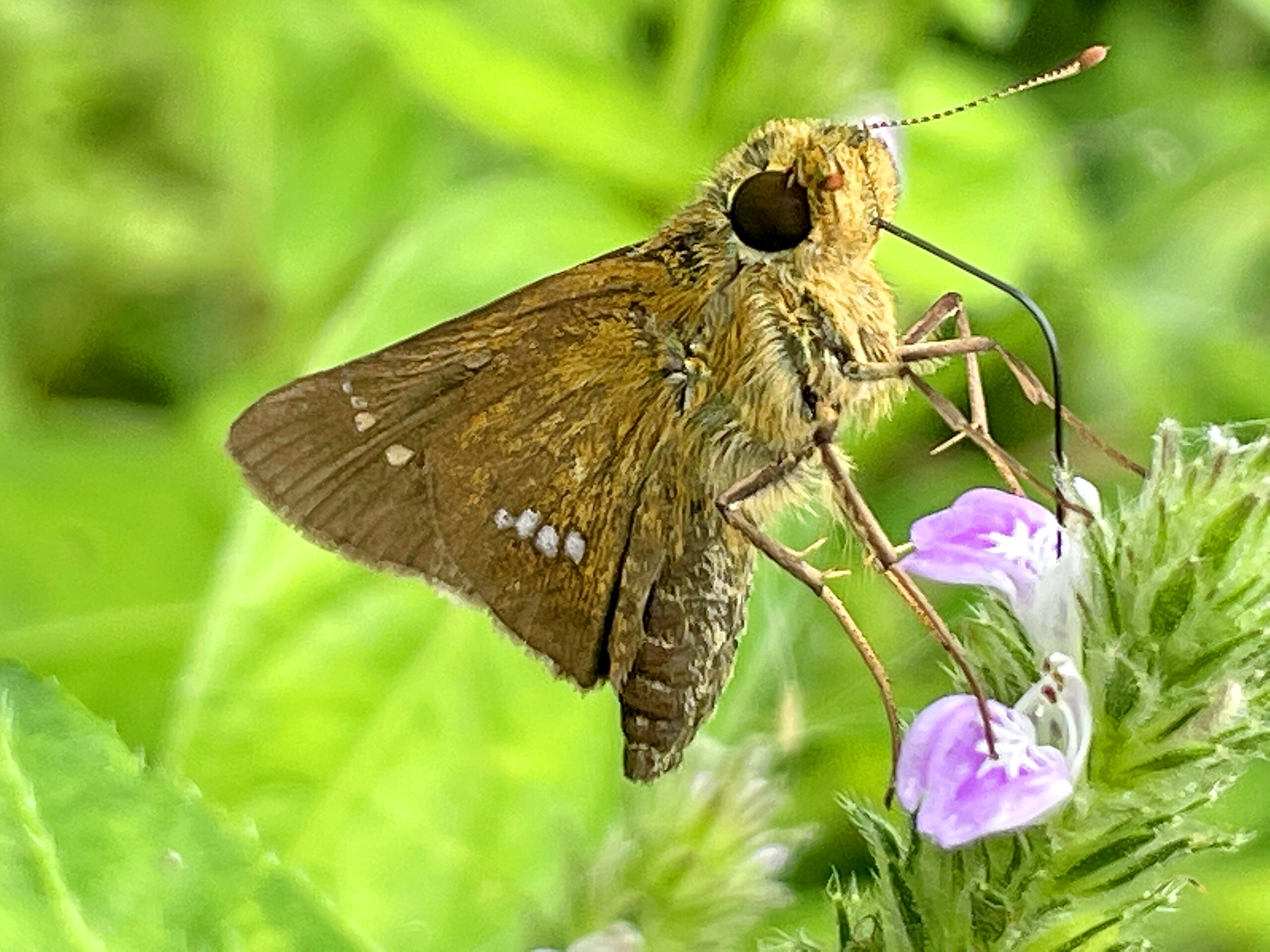 セセリチョウ科 イチモンジセセリとチャバネセセリ 奥行き１ｍの果樹園