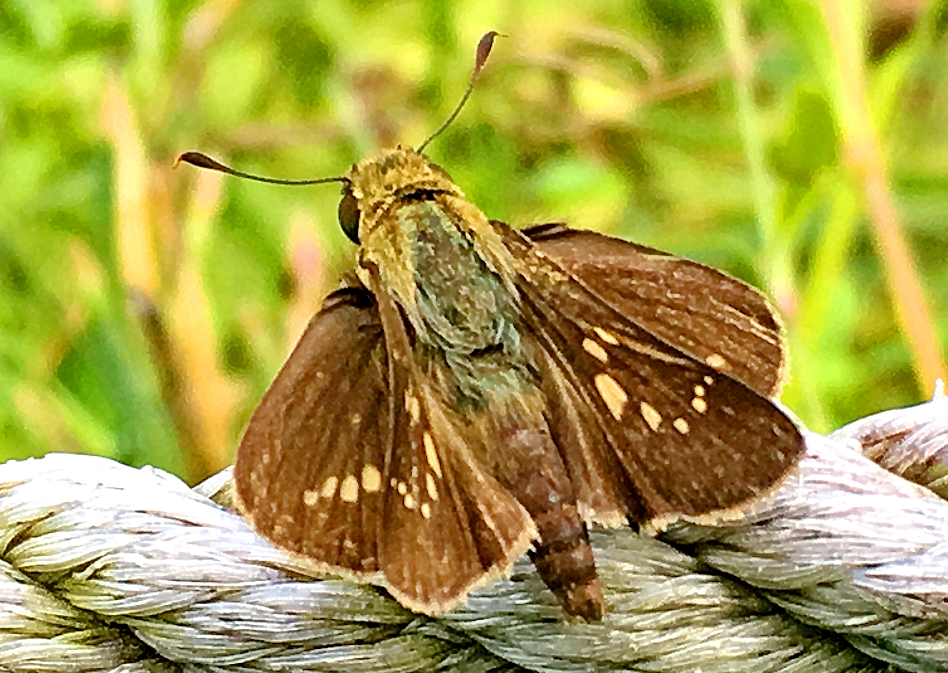セセリチョウ科 イチモンジセセリとチャバネセセリ 奥行き１ｍの果樹園