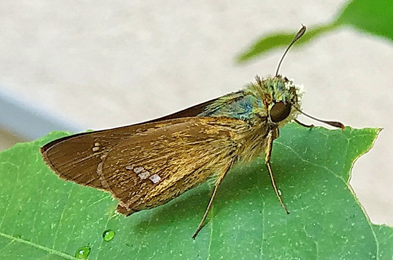 イチモンジセセリとチャバネセセリ 奥行き１ｍの果樹園