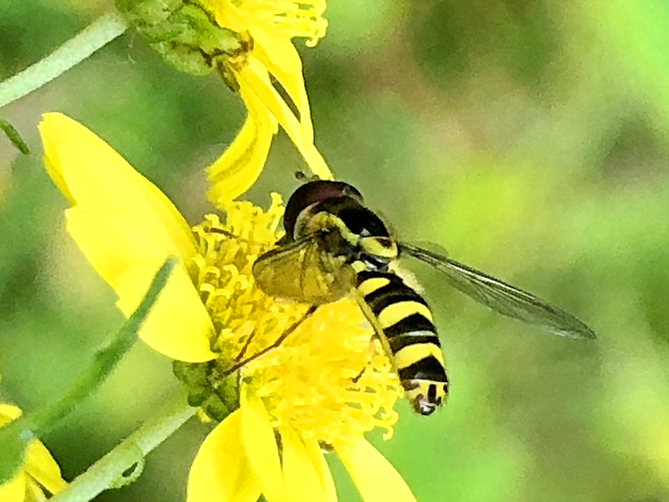 ハナアブ科 クロヒラタアブとオオヒメヒラタアブ 奥行き１ｍの果樹園