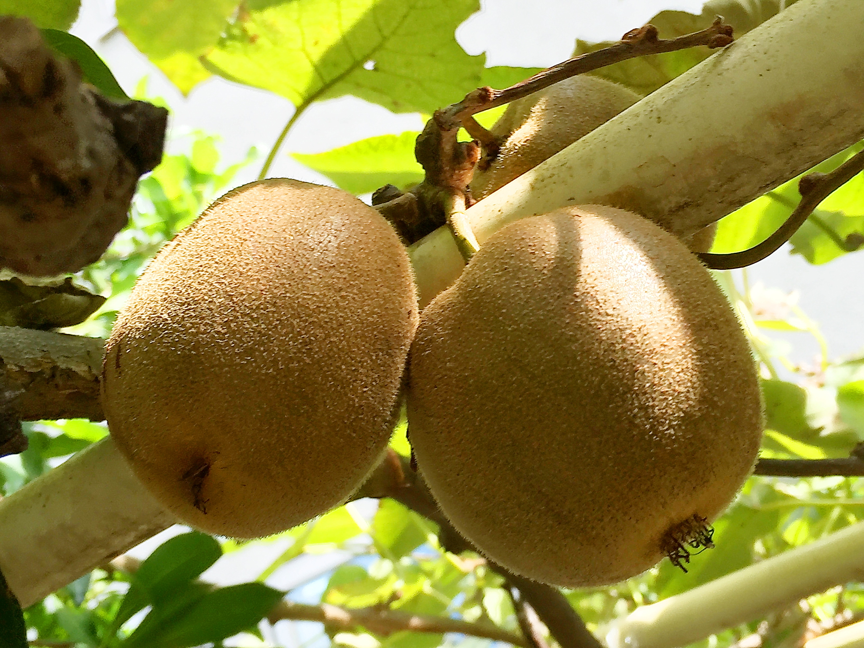 マタタビ科 ゴールドキウイの収穫 奥行き１ｍの果樹園
