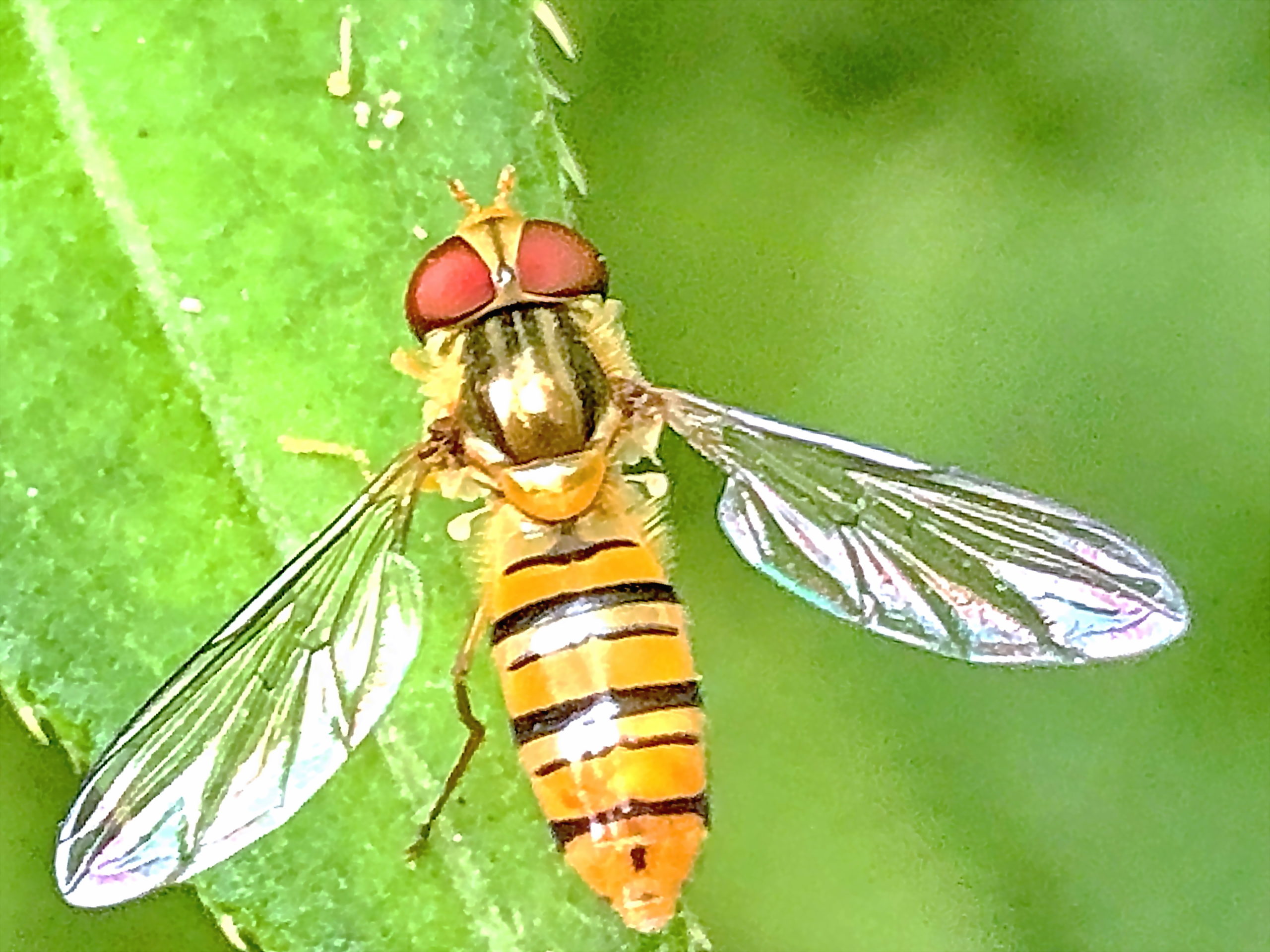 ホソヒラタアブとホバリング 奥行き１ｍの果樹園