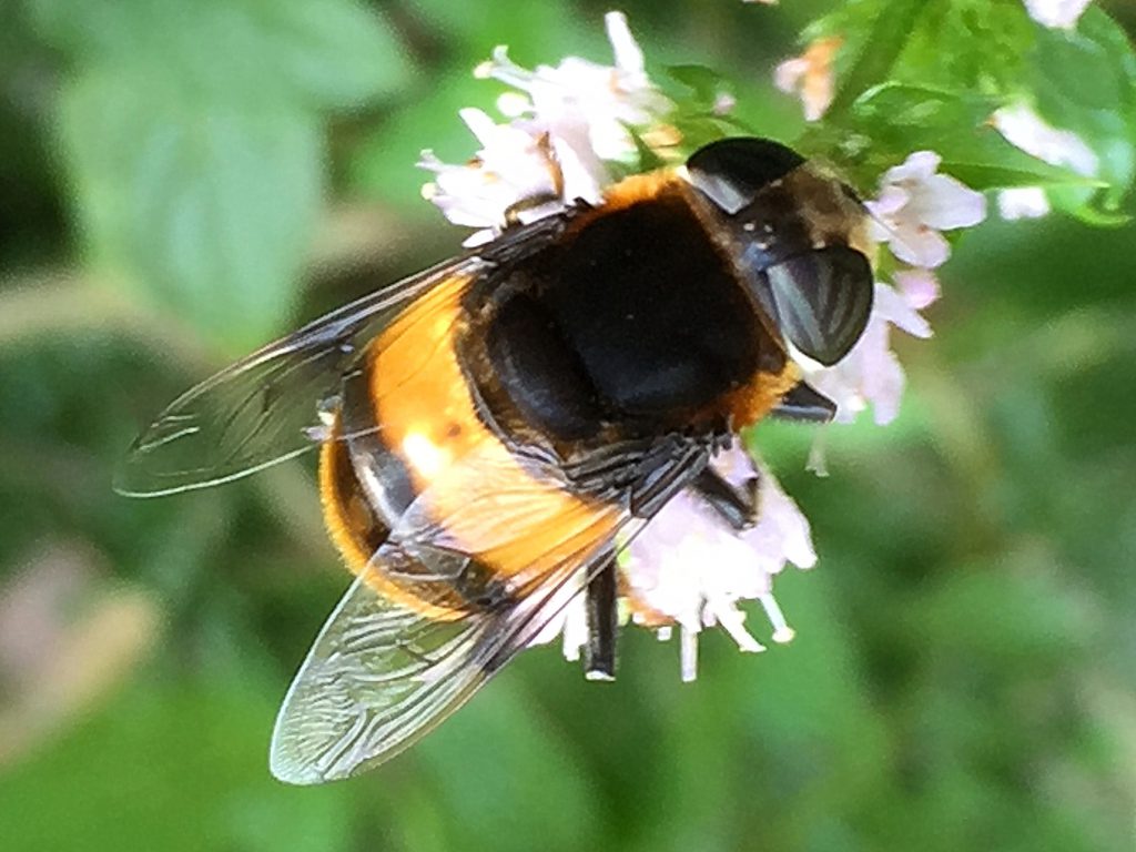 ハチの真似をしているオオハナアブ（雌）