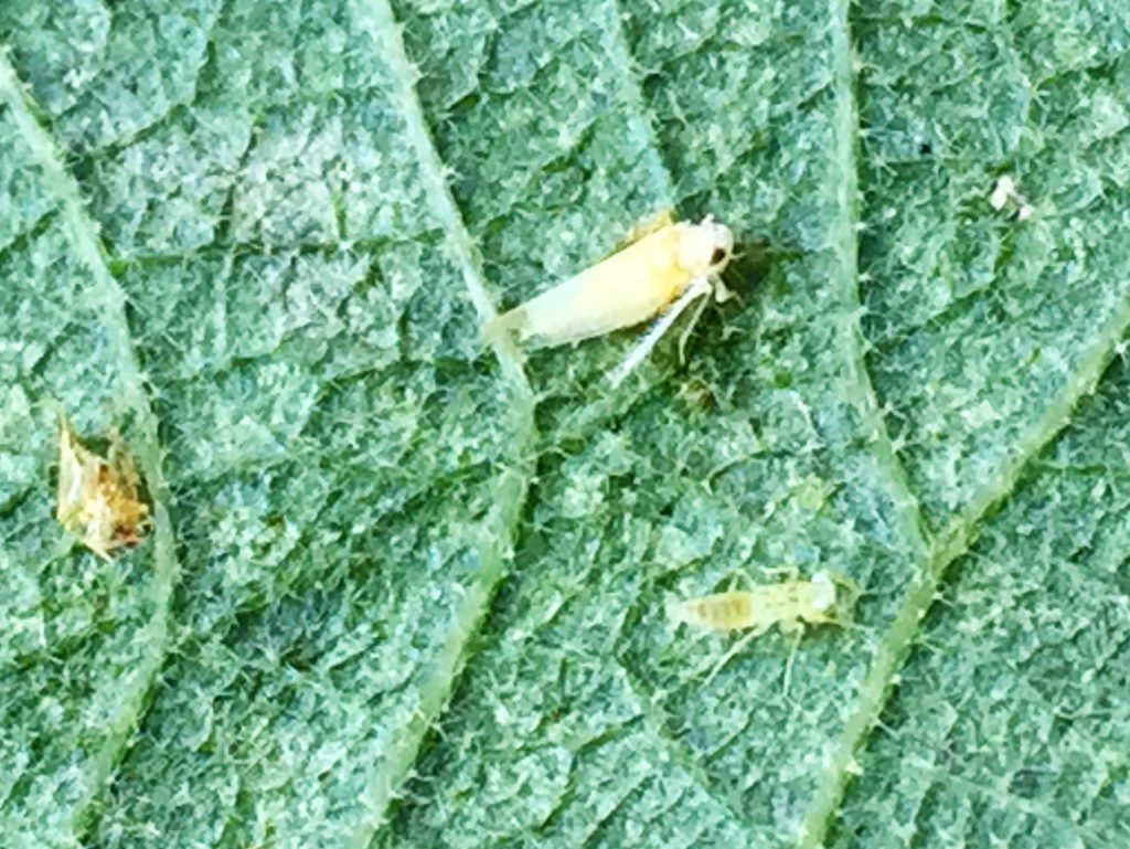 ゴールドキウイの葉裏に付いたキウイヒメヨコバイ　雌と幼虫