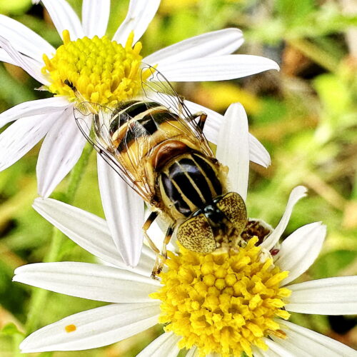 キゴシハナアブ♀