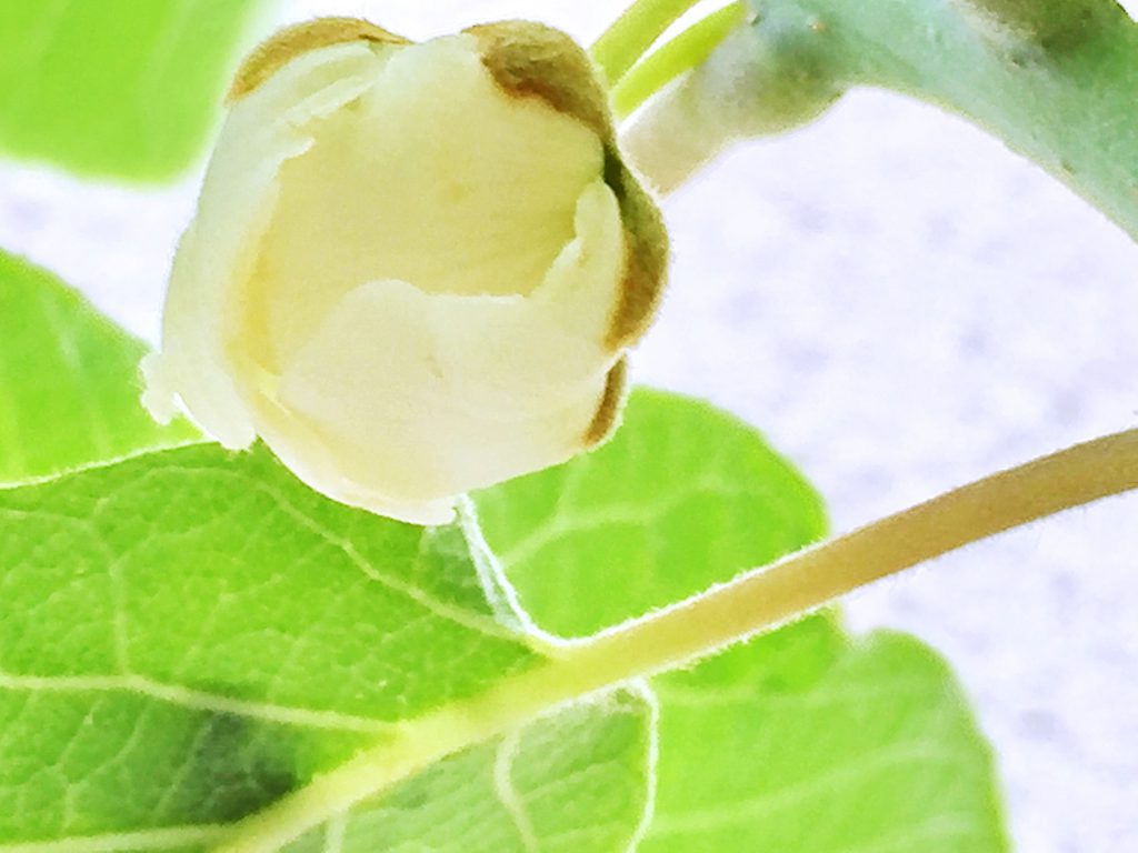ゴールドキウイの白い花弁がほころびかけています。ほのかにいい香りがしまう