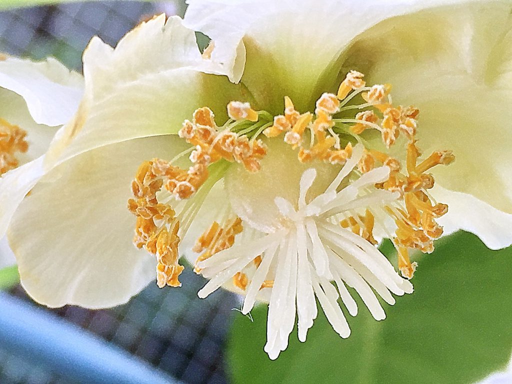 ゴールドキウイの子房から30本以上の白い花柱、雄しべの花粉に発芽能力はありません