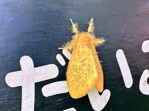 チャドクガ