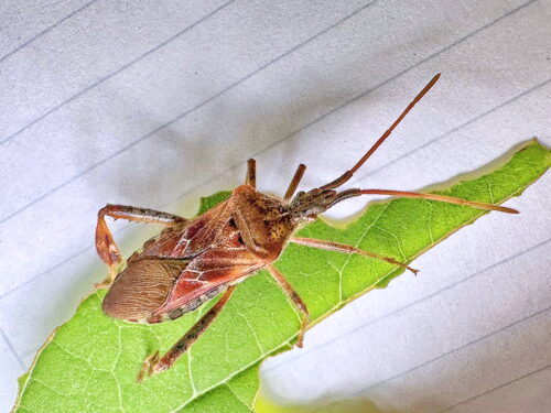 マツヘリカメムシ