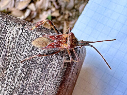 マツヘリカメムシ