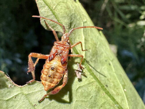 マツヘリカメムシの幼虫