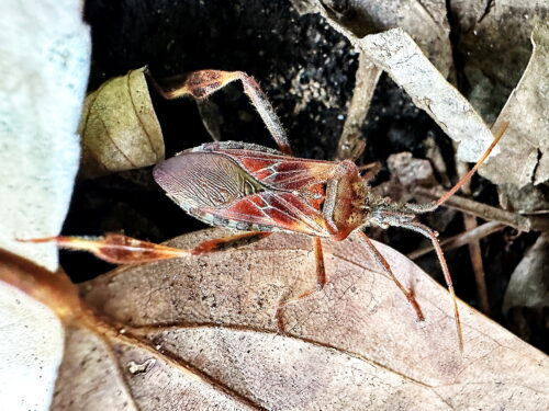 マツヘリカメムシ