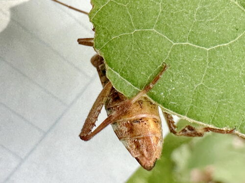 マツヘリカメムシ