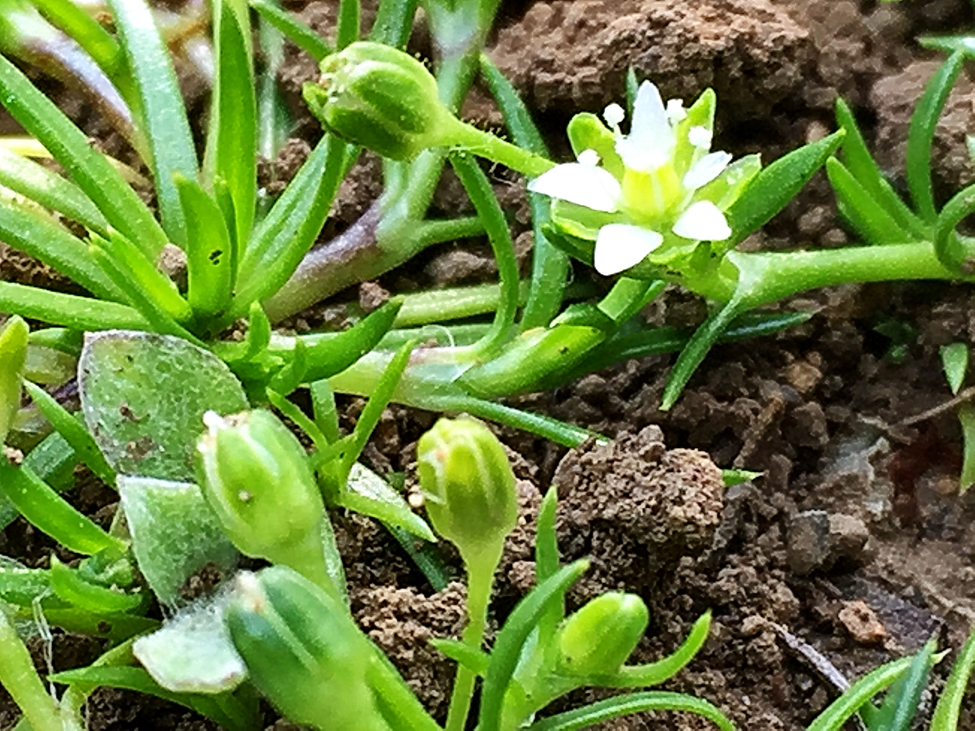 ナデシコ科 ツメクサ 爪草 奥行き１ｍの果樹園