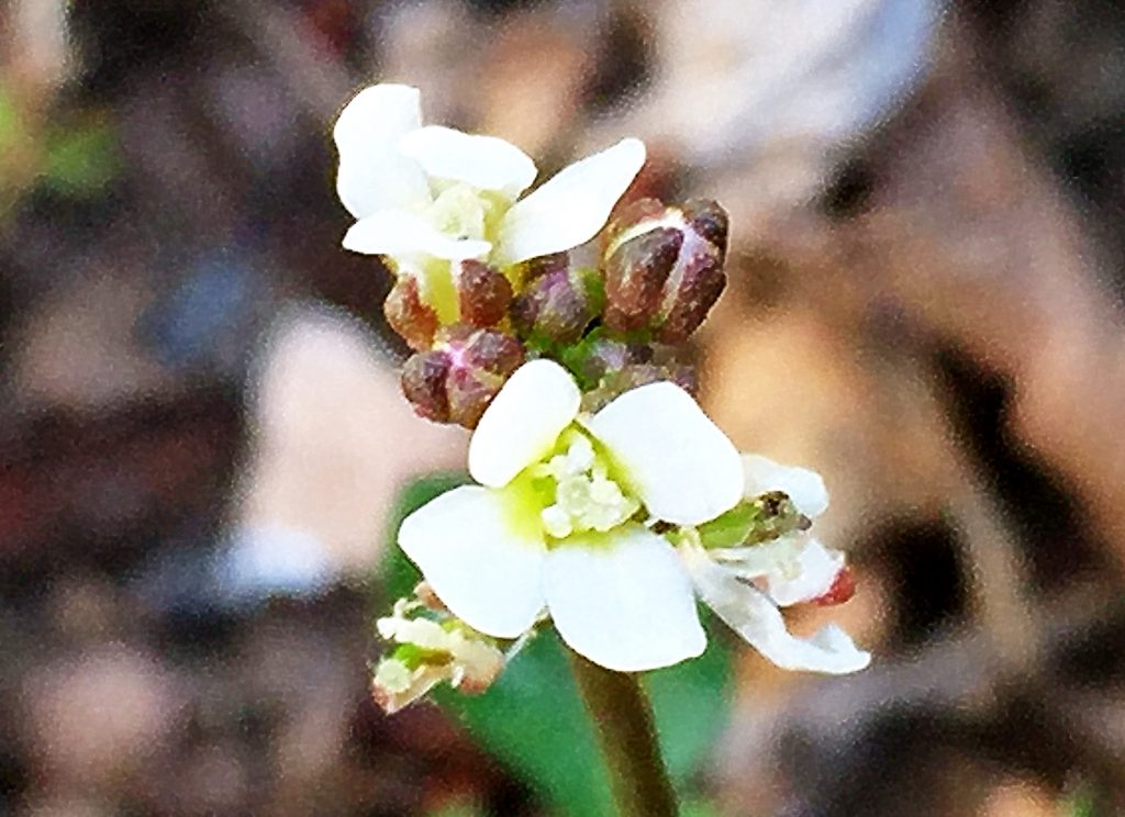 アキノタネツケバナ、先の方だけ開いた白い４枚の花弁、円柱形の雌しべ、６本の雄しべは。