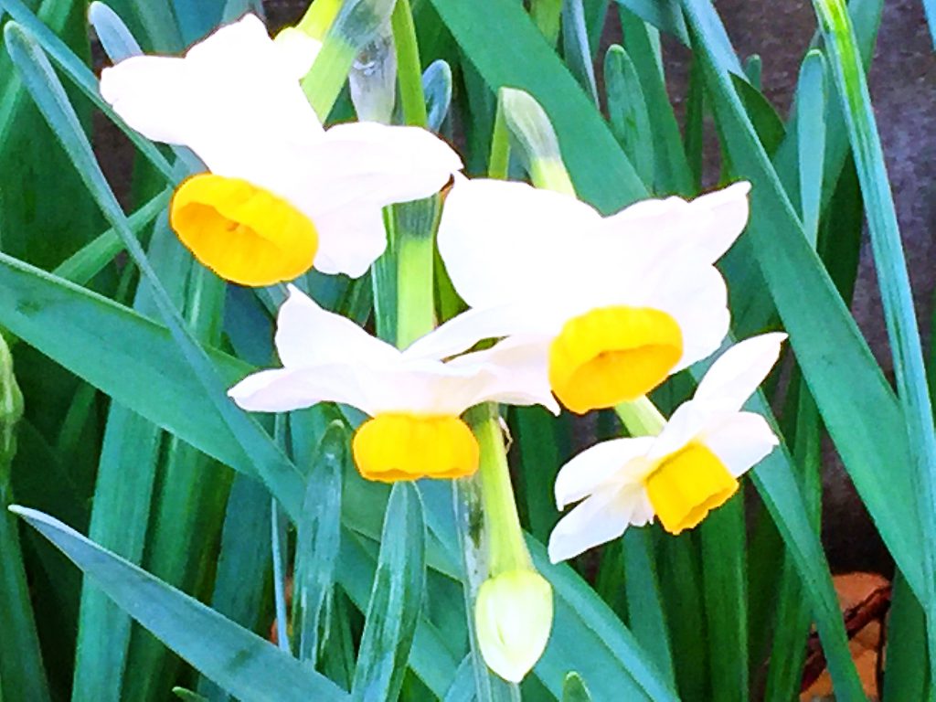 白い花被片に黄色の副冠を持ち芳香を放つ日本水仙