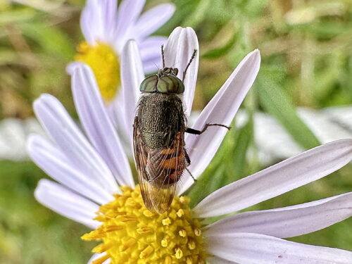 ツマグロキンバエ♂
