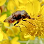 ツマグロキンバエ♂