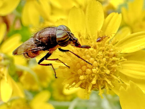 ツマグロキンバエ