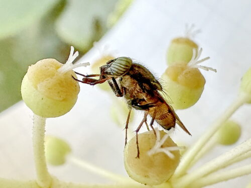 ツマグロキンバエ