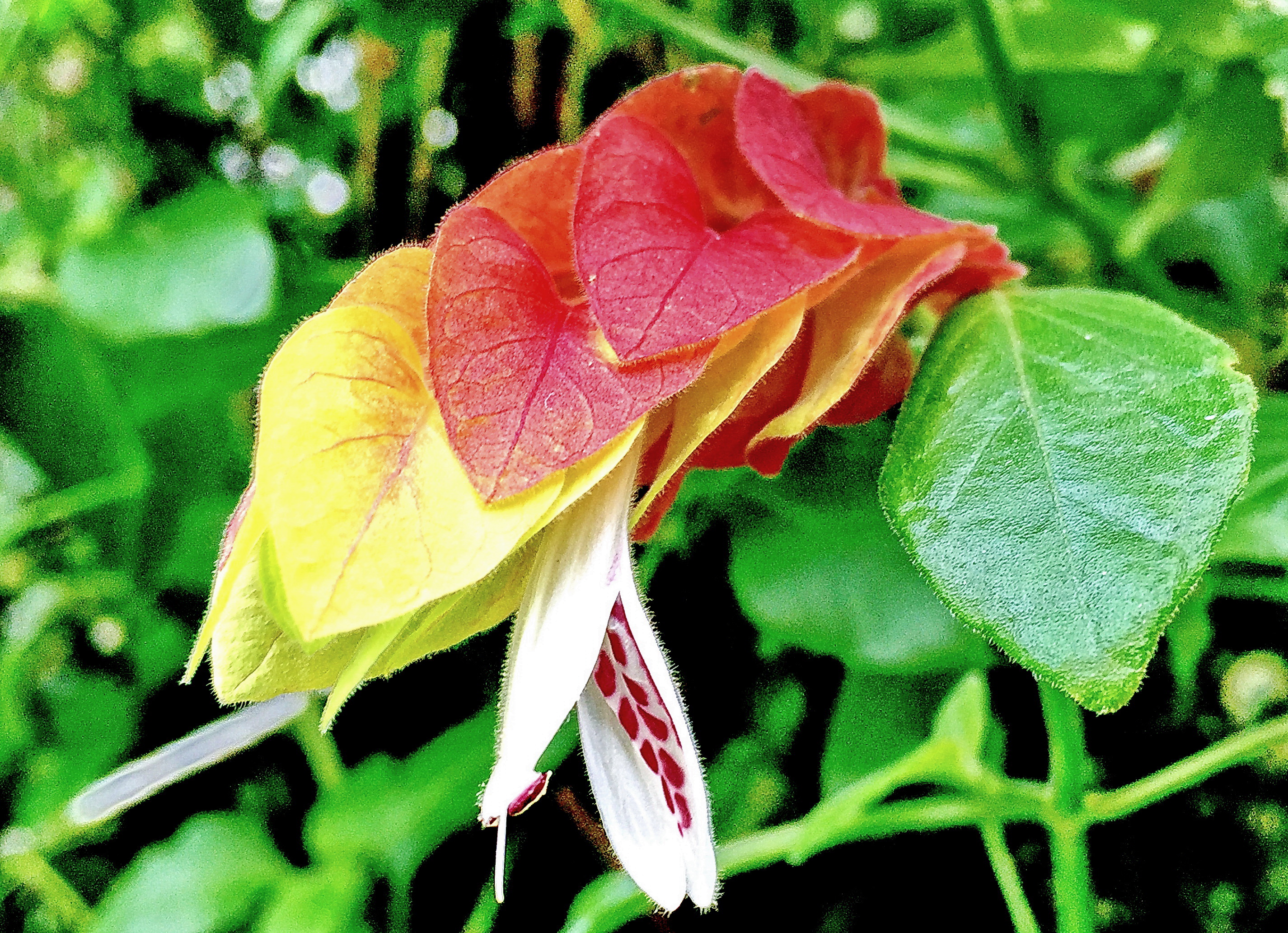 キツネノマゴ科 ベロペロネ 小海老草 奥行き１ｍの果樹園