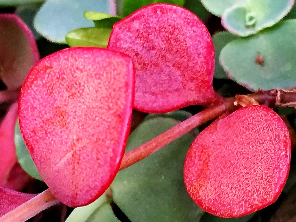 ミセバヤ（玉緒）の鮮やかな紅葉