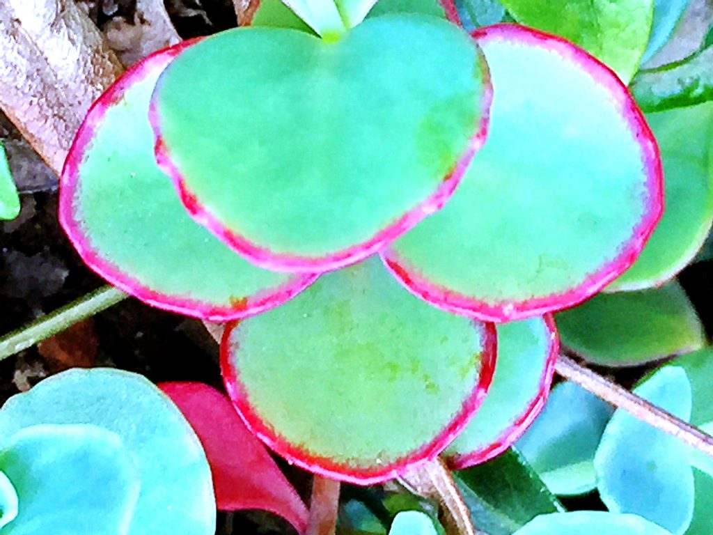 ミセバヤ（玉緒）の葉は浅い緑色に縁に赤色が差して美しい