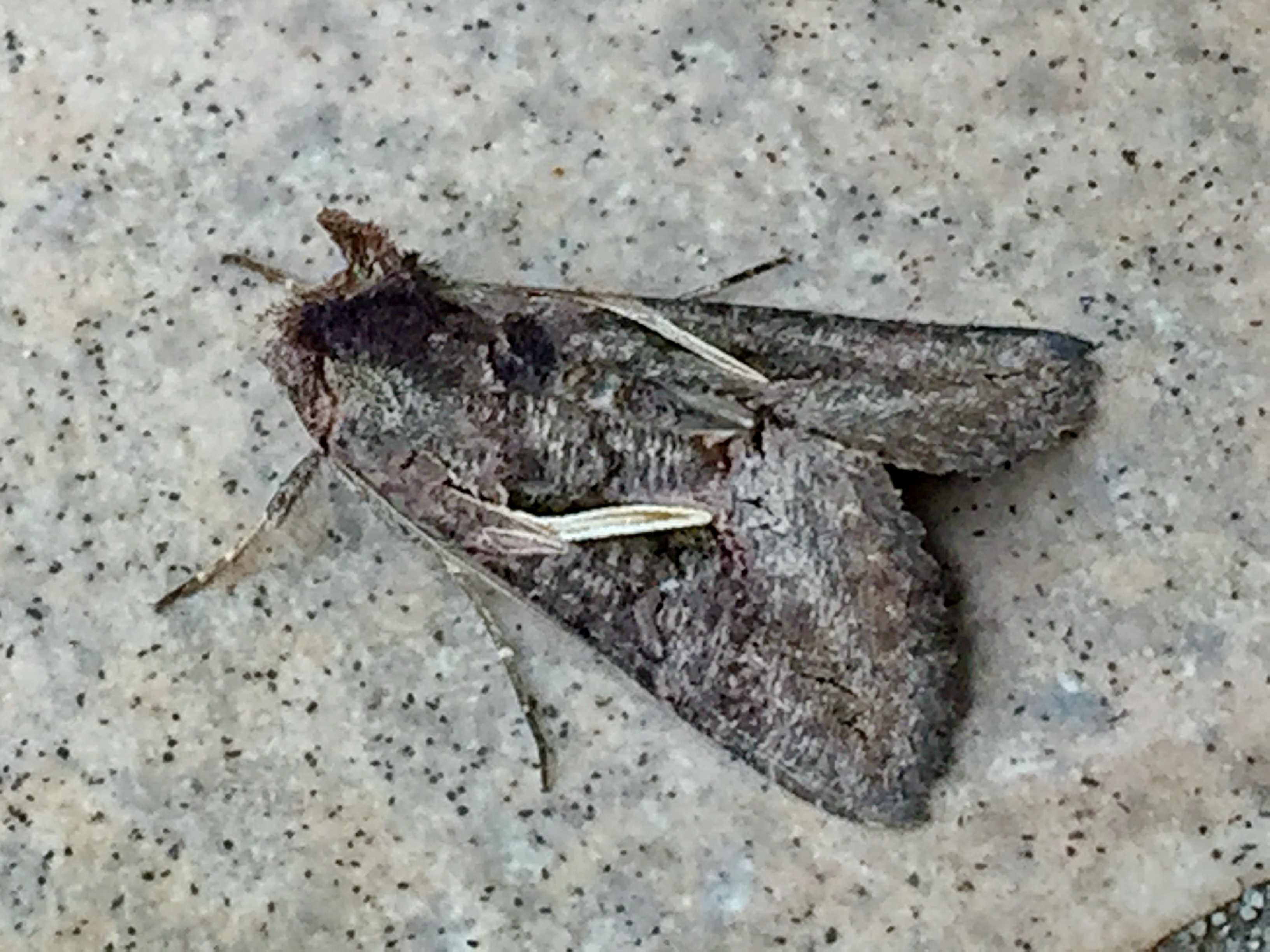 モヒカン頭のエゾギクキンウワバと幼虫 奥行き１ｍの果樹園