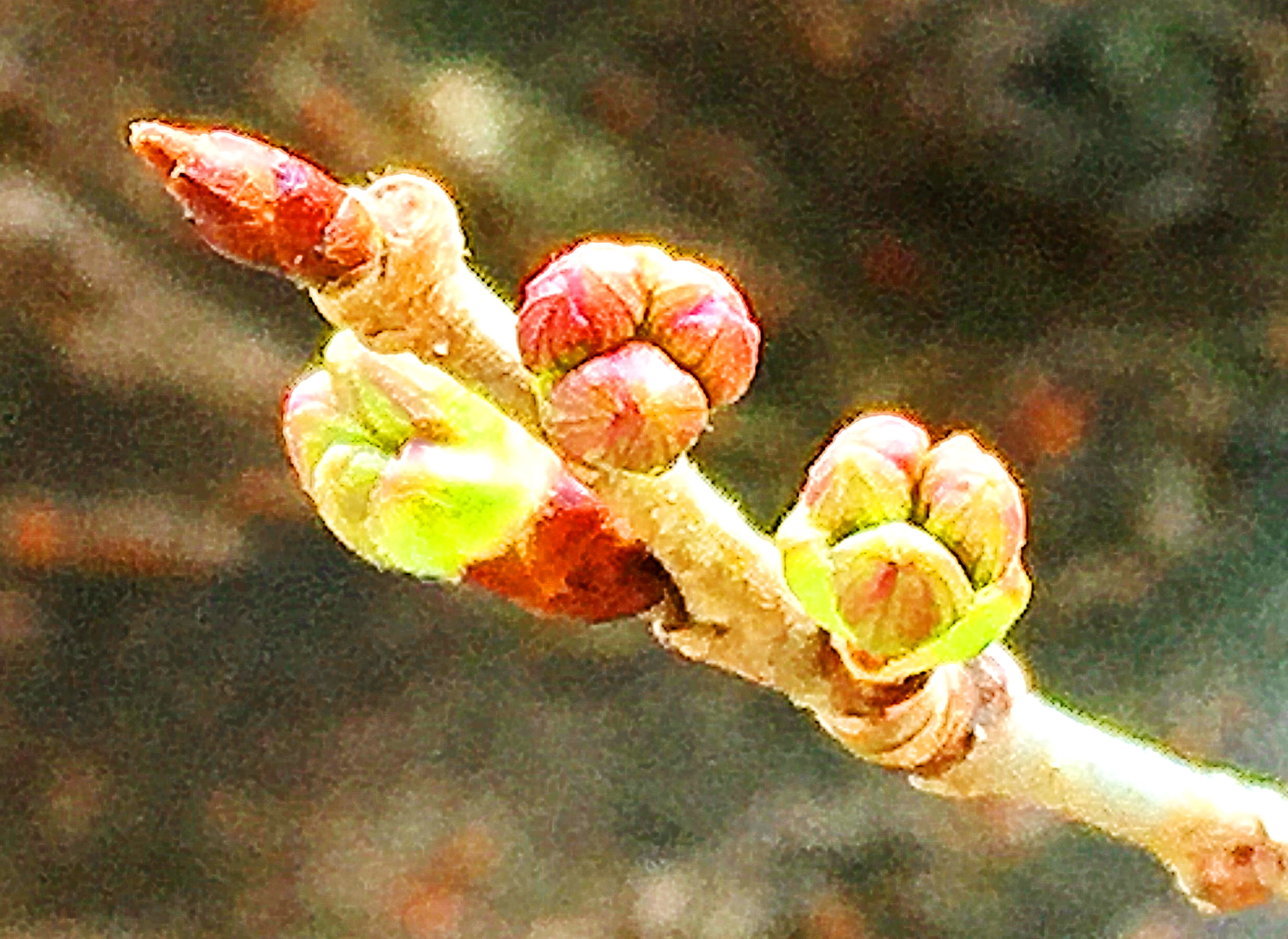 花芽が膨らんで春近し サクランボや 奥行き１ｍの果樹園